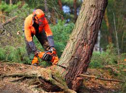 How Our Tree Care Process Works  in  Hobart, OK