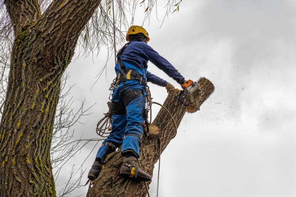 Best Arborist Consultation Services  in Hobart, OK